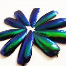 20 Exotic Jewel Beetle Elytra Wings for Beading or Embellishment