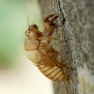 Educational Show and Tell - 20 Natural Cicada Bug Shells - Exoskeletons