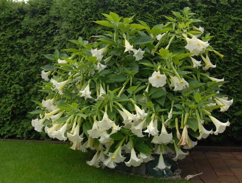 Brugmansia Angel Trumpet Flower 3 Mystery Cuttings