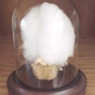 COTTON BALE in GLASS DOME DISPLAY with WOOD BASE