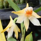 Dendrobium schrautii :Orchid species / plant