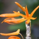 Dendrobium seidenfadenii :orchid species/plant