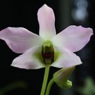 Dendrobium trantuanii : orchid species / 1 plant.