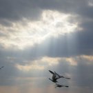 4 Gulls01   5X7