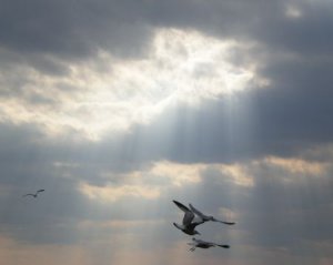 4 Gulls01   5X7