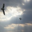 Gliding01  5X7