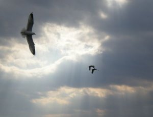 Gliding01  5X7