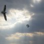 Gliding01  5X7