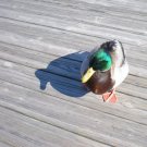 Mallard 01
