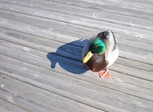 Mallard 01