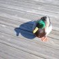 Mallard 01