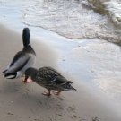 Mallards on the Shore 01