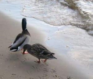 Mallards on the Shore 02