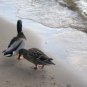Mallards on the Shore 02
