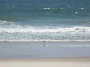 Seaside Shoreline 01