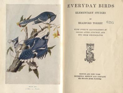 Everyday Bird Watching AUDUBON WATCHING GUIDE Bradford Torrey 1901 HB