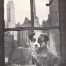 Lucky Famous Foundling Dog~ORPHAN TEXAS PUPPY~Life Mag