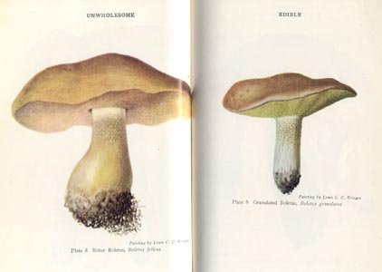 MUSHROOM HANDBOOK Morel Hunter FIELD ID GUIDE Louis Krieger HB