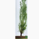 Living Christmas Sequoia