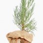 Living Christmas Sequoia