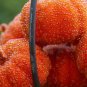 Orange Beaded Pumpkins 8 piece set
