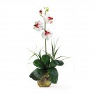 Mini Phalaenopsis Orchid Arrangement
