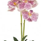 Vanda Orchid w/Glass Vase