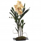 Vanda Orchid w/Black Rectangle Dish