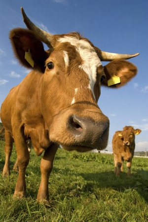 Asian Style Jerky