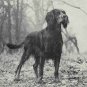 Training Setters And Pointers For Field Trials by John Beazley Guidance For Bird Dogs HCDJ Book