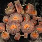 25pc 1/4" REGULAR FLAP SANDING WHEELS sand grind wheel disc New