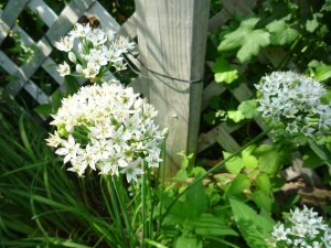 Garlic Chives seeds