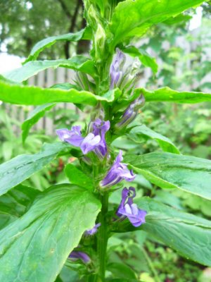 Great Blue Lobelia seeds