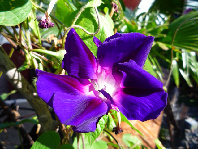 Morning glory Murasakihigezaki seeds