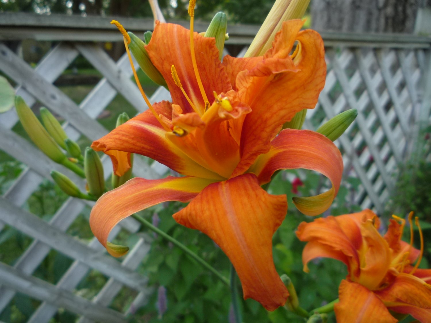 Daylily Hemerocallis Kwanso