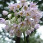 Nodding Pink Onion / Allium cernuum seeds
