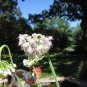 Nodding Pink Onion / Allium cernuum seeds