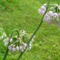 Nodding Pink Onion / Allium cernuum seeds