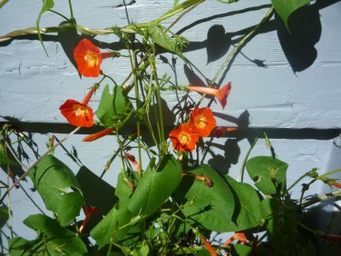 Morning Glory Scarlet Star/Orange morning glory seeds