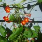 Morning Glory Scarlet Star/Orange morning glory seeds