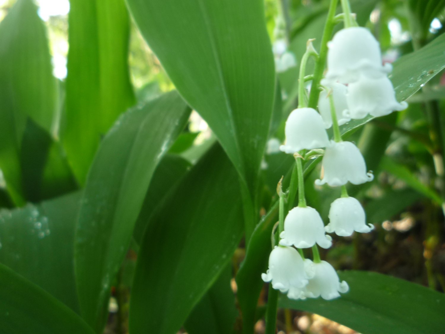White Lily of the valley plants (3)
