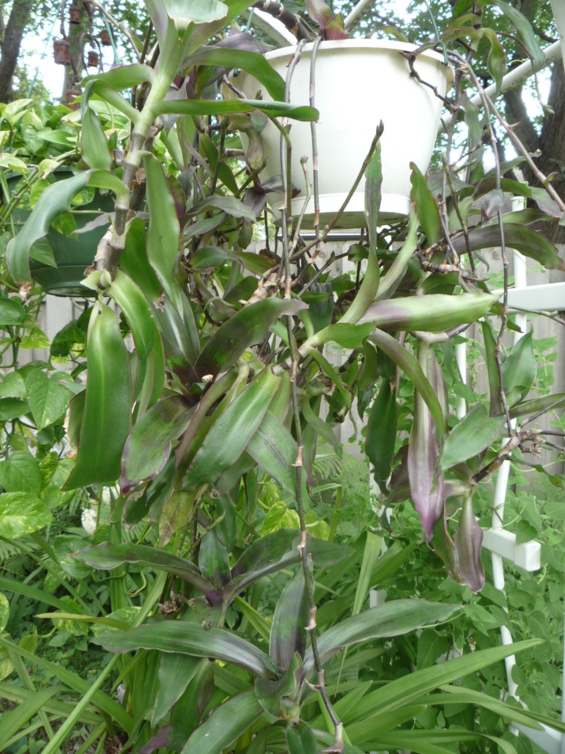 Callisia fragrans basket plant