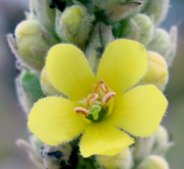 Great Mullein Verbascum thapsus seeds