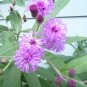 Ironweed Vernonia seeds