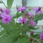 Ironweed Vernonia seeds