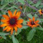 Rudbeckia "Autumn Colors" seeds