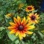 Rudbeckia "Autumn Colors" seeds