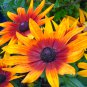 Rudbeckia "Autumn Colors" seeds