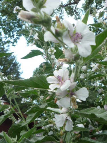 Althaea officinalis/marsh-mallow seeds