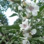 Althaea officinalis/marsh-mallow seeds